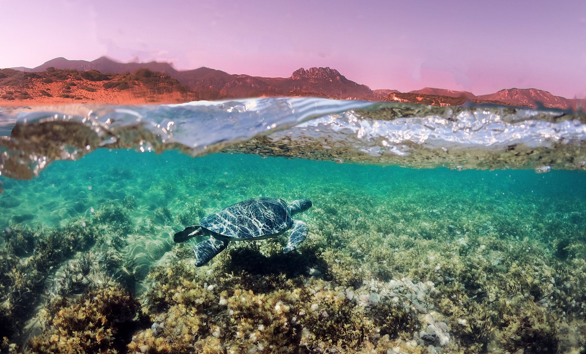 Karpaz ve Karşıyaka deniz kaplumbağaları koruma projesi sezonu açılıyor