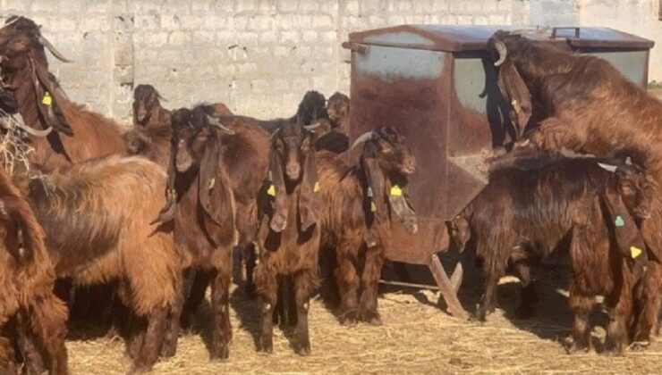 DÜÇ’te 25 baş kasaplık oğlak ve 10 baş kasaplık keçi satılıyor