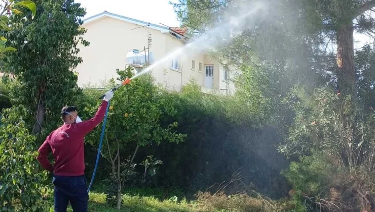 Beyarmudu Belediyesi’nden çam kese böceğiyle biyolojik mücadele