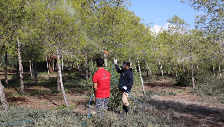 İskele Belediyesi, çam kese böceğine karşı mücadele başlattı